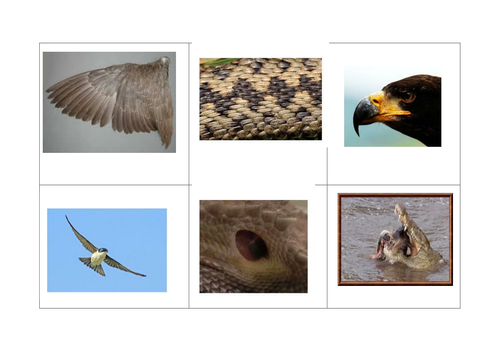 Reptile and Bird Vocab Bingo boards 