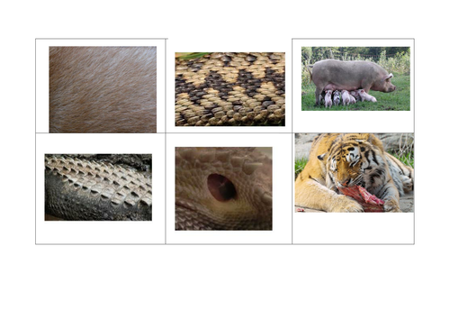 Reptile and Mammal Bingo and Vocab cards