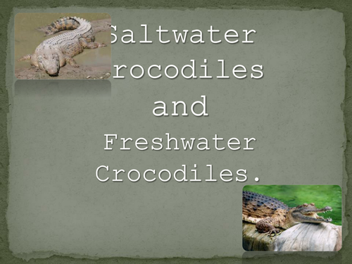 Fresh and Salt Water Crocodile PowerPoint 