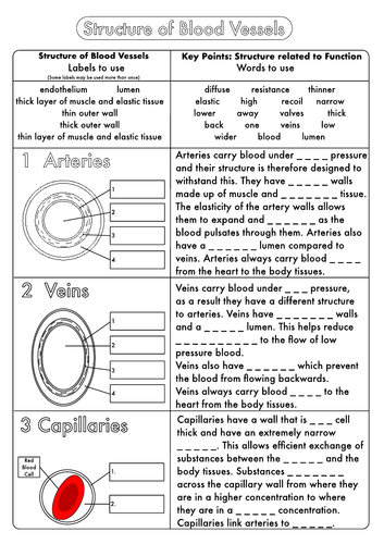 biology gcse revision circulation worksheet pack by