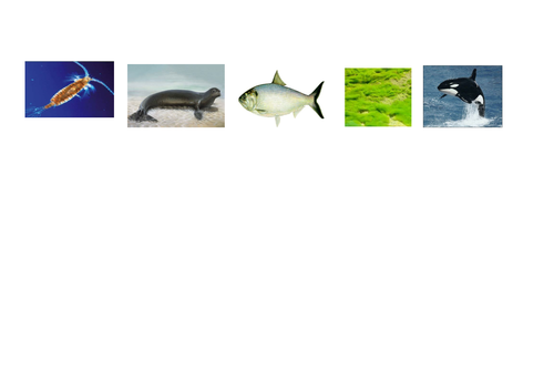 Food Chains Full  Lesson with Worksheets,  Plan and Food Web Extension (Year 2/Key Stage 2)