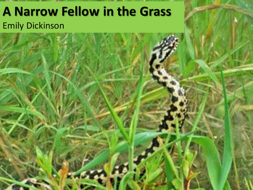 CCEA Literature Poetry- Nature and War - 'A Narrow Fellow in the Grass', by Emily Dickinson.