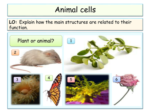 NEW KS4 AQA - Cells topic - LOW/MID ability
