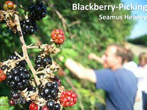 CCEA Literature Poetry- Heaney and Hardy - 'Blackberry Picking', by Seamus Heaney.