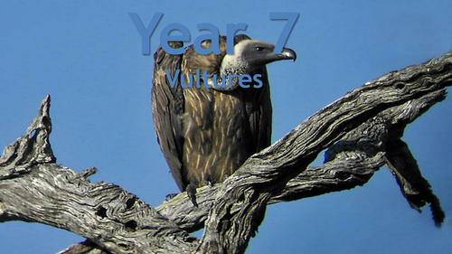 Vultures