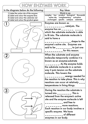 GCSE Enzyme Worksheet Pack by beckystoke - Teaching Resources - Tes