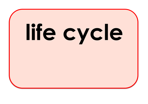 Life Cycles - Games and Activities Supporting Scientific Vocabulary