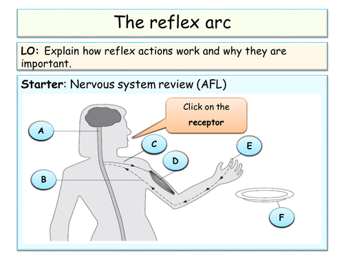 B1 - KS4 - OCR - 1st half of the topic