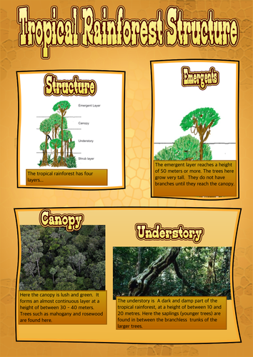 Tropical Rainforest Structure KS3 and KS4