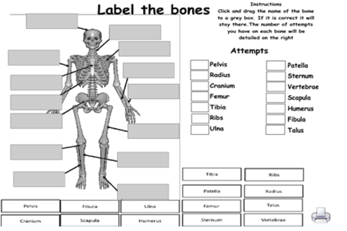Muscular and skeletal system games (GCSE PE REVISION)
