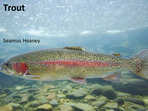 CCEA Literature Poetry- Heaney and Hardy - 'Trout', by Seamus Heaney.	