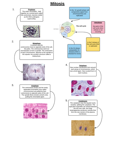 Mitosis flowchart