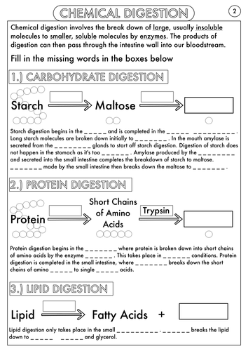 Worksheet Digestive System Worksheet gcse digestion topic resource pack by beckystoke teaching digestive system structure and function worksheet pdf