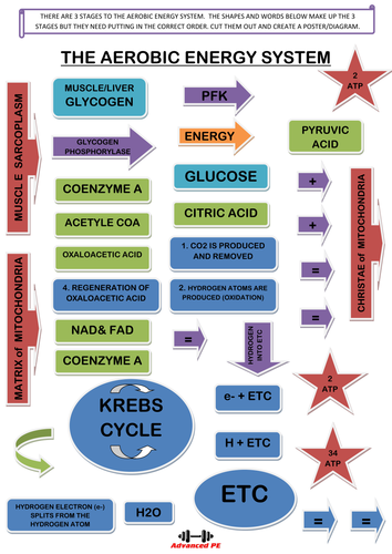 k energy level diagram poster/diagram The  system a design Aerobic energy