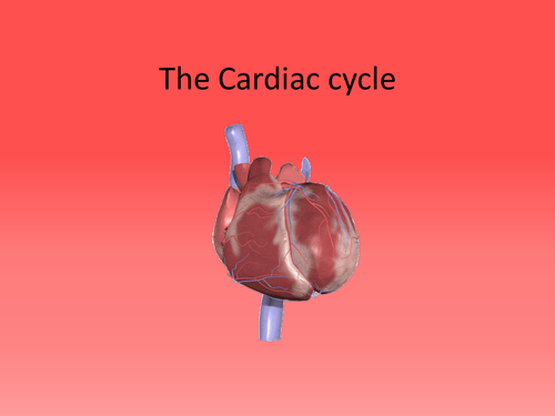 OCR AS Biology The Cardiac Cycle