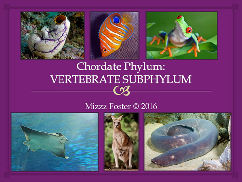 Chordate Phylum: Vertebrates' Evolution Editable Power Point