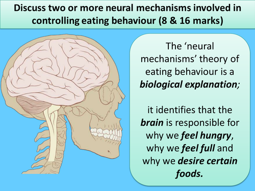 PSYA3 Discuss two or more neural mechanisms in controlling eating behaviour (PowerPoint & Essay)