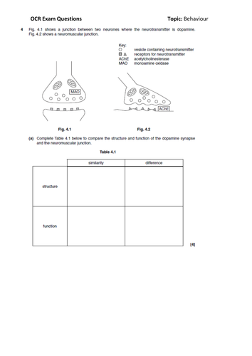 A2 Exam Questions: Behavior and brain development 