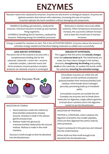 Biology AS Level Revision Notes - Enzymes and Plasma Membranes | Teaching Resources