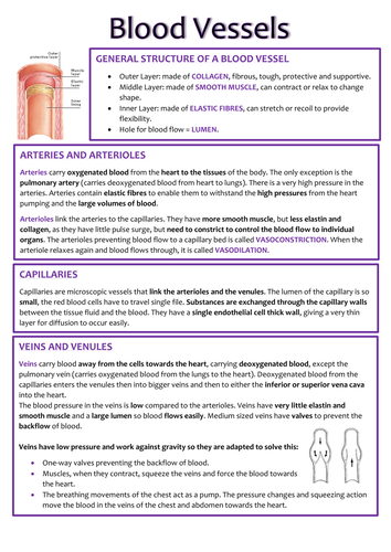 Biology AS OCR Revision Notes - Transport in Animals