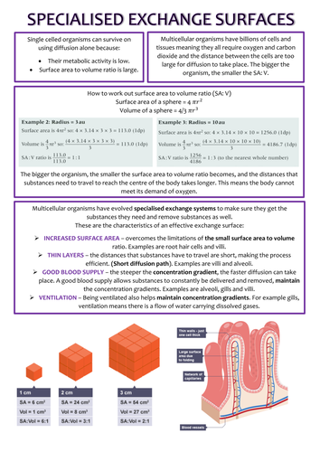 Biology AS Level OCR Revision Notes - Exchange Surfaces and Breathing