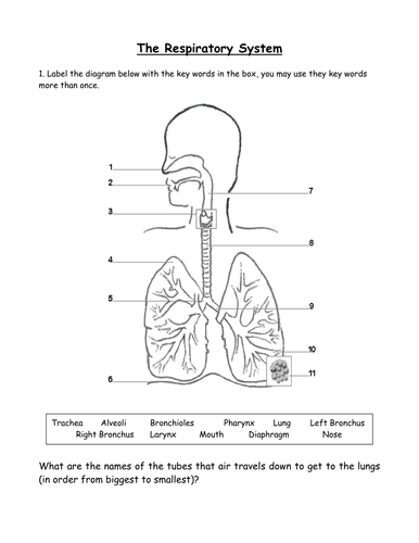 Respiratory System Worksheets - Nqlasers
