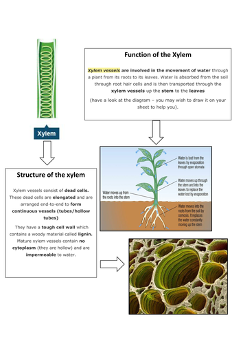 Xylem, Phloem and Transpiration 