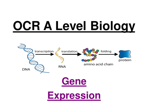 OCR A Level Biology - Gene expression (lac operon)
