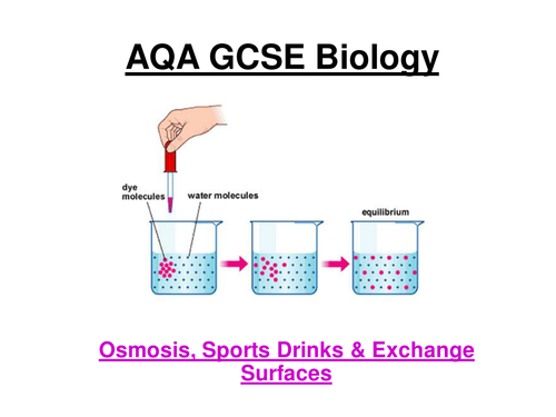 GCSE AQA Biology - Osmosis, sports drinks & exchange surfaces (24 slide powerpoint)
