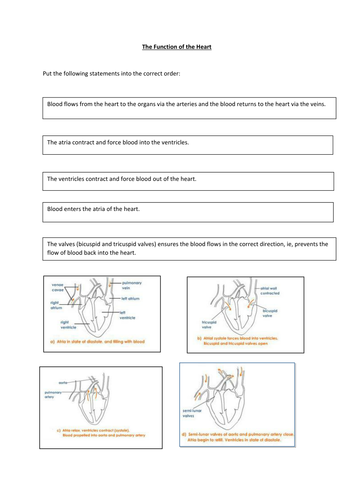 Function of the Heart