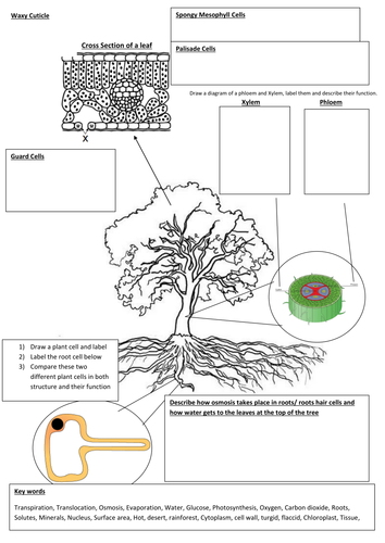 Photosynthesis / structure of tree/ phloem/ roots/ leaf
