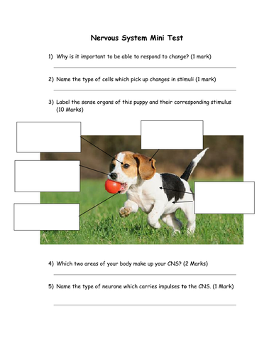 Nervous System Mini-Test