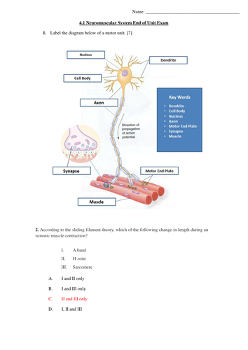 4 1 Neuromuscular System End Of Unit Exam Ib Sports Exercise And Health Science Sehs Teaching Resources