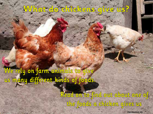 Life Cycles - Chickens and Eggs Topic Pack