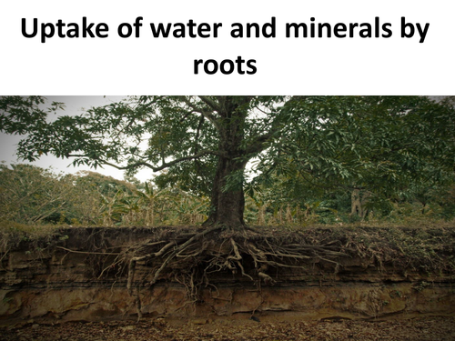 Uptake of water and minerals by plant roots