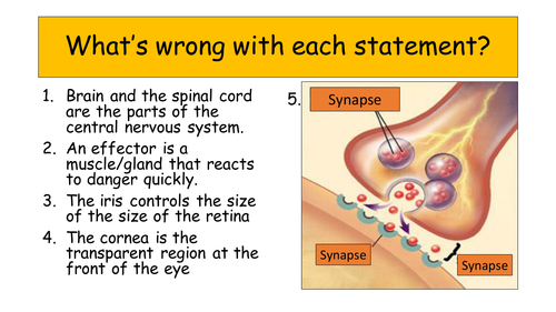 The brain (AQA New Specification) 