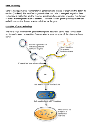 Gene technology - selecting recombinant bacteria