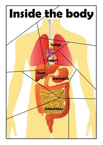 Internal organs jigsaw 