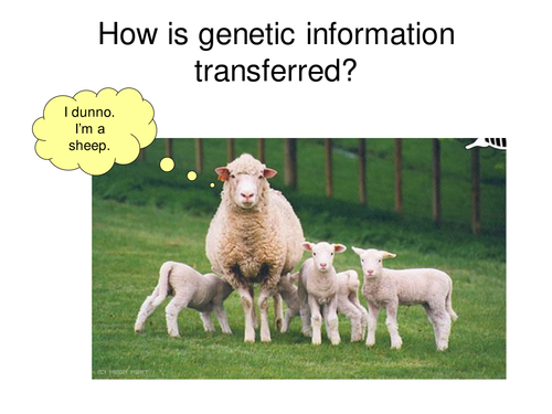 Fertilisation, genes and Punnett squares