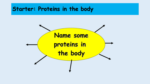 B2 Proteins and Enzymes