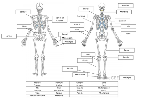 Skeletal System Worksheet and Answers
