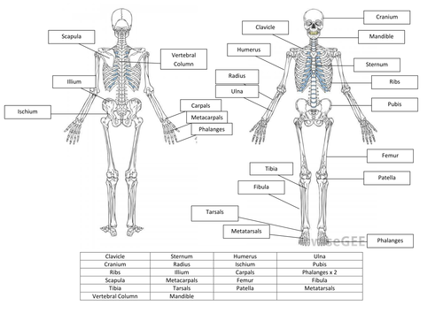 Printables The Skeletal System Worksheet Answer Key the skeletal system worksheet answers davezan and by hayleyanne20 teaching