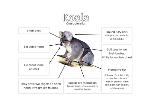 what is koala essay