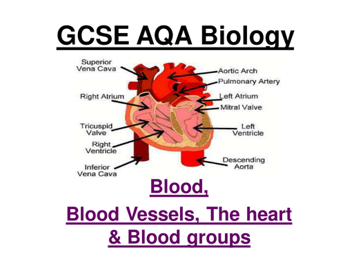 GCSE AQA Biology - Blood, blood vessels, the heart and blood groups (21 slide ppt)