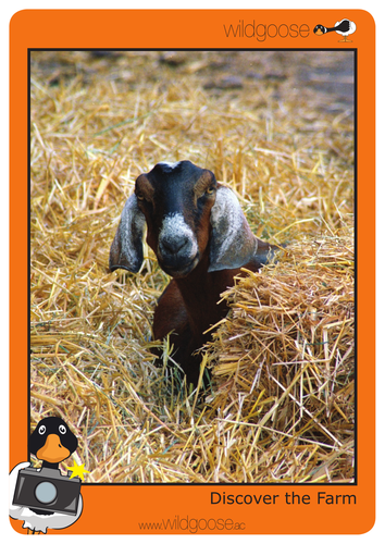 Discover the Farm Photopack and Teachers notes