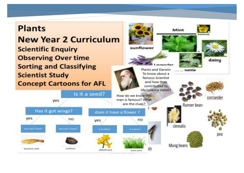 Plants Year 2 New Science Curriculum
