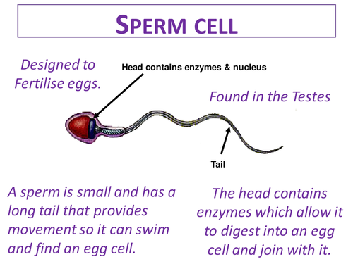 Specialised Cells KS3