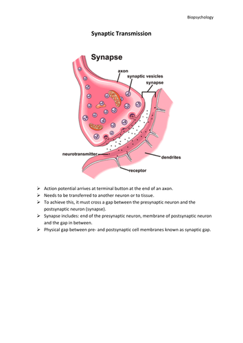 AQA AS Psychology Biopsychology revision notes | Teaching ... the endocrine system diagram 