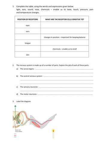 The nervous system | Teaching Resources