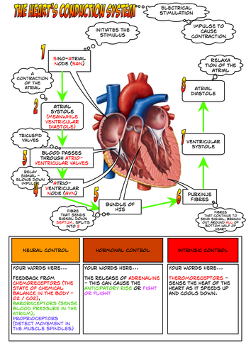 A Level PE - The Heart's Conduction System 